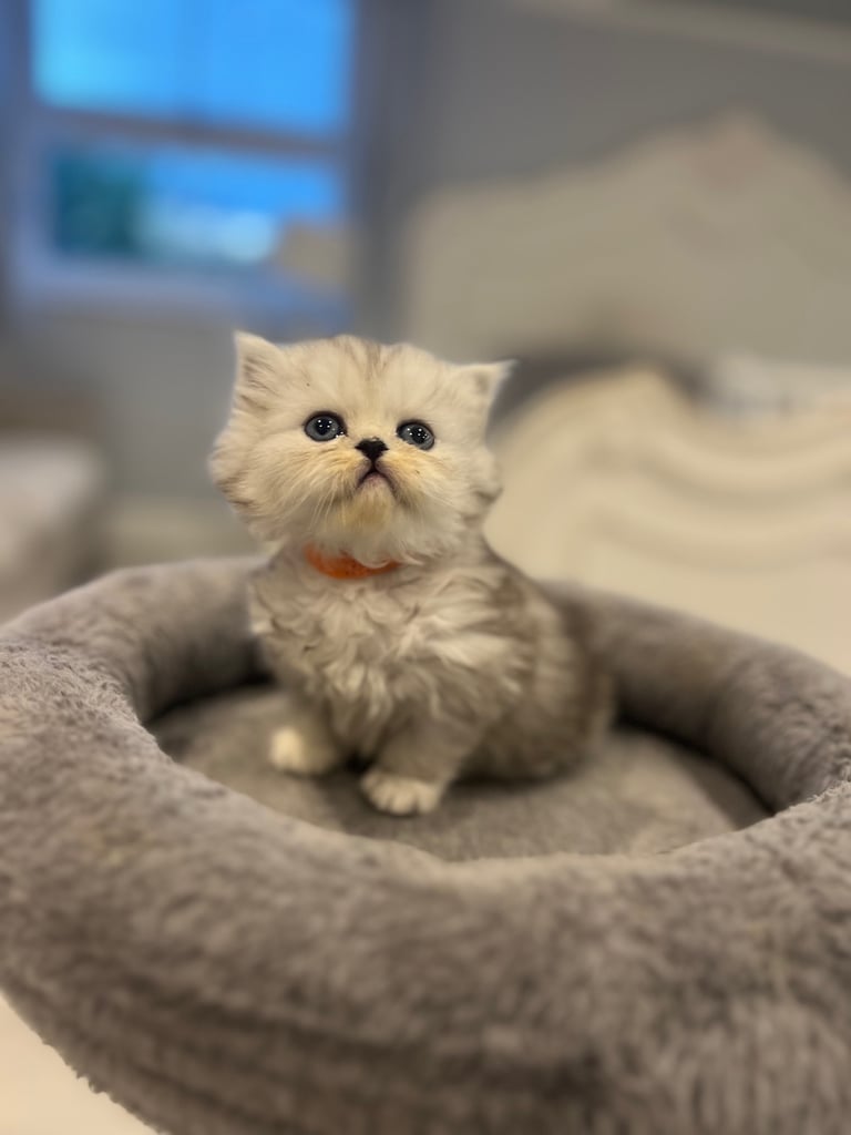 Gorgeous litter of 6 PKD Negative Persian kittens