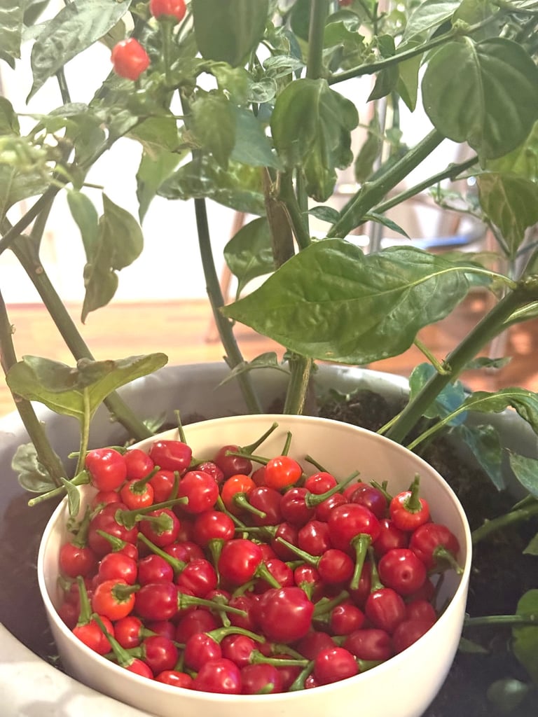 🔥 Fresh Hot Wiri Wiri Guyanese Chilli – Home Grown in the UK! 🔥