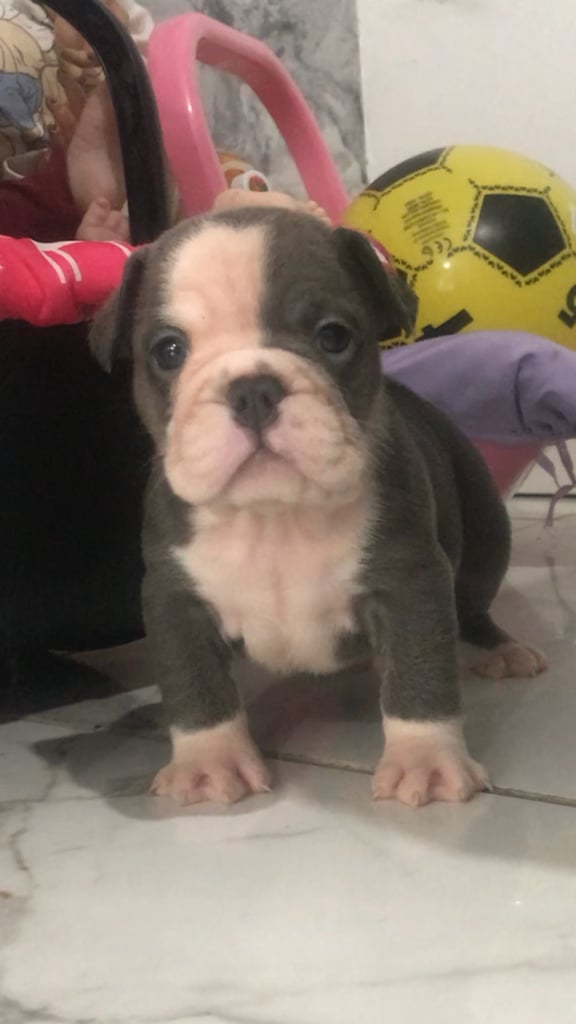 Minibull bulldog puppies 