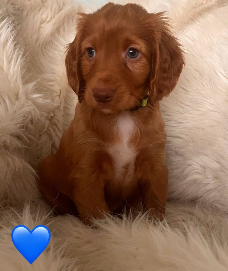 Ready Now! Only 3 Beautiful Cocker spaniel puppies for sale ❤️