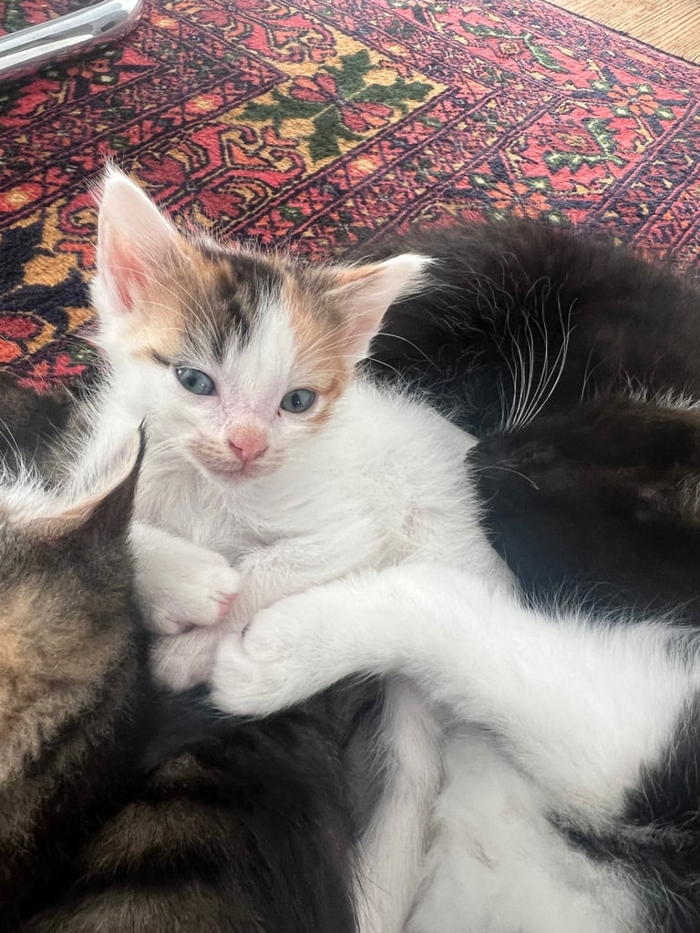1 white Calico kitten & Mother cat for sale 
