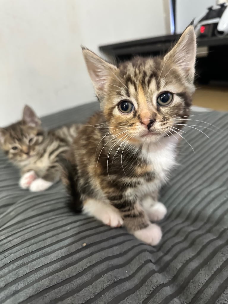 🐾 Adorable Kittens Ready for Their Forever Homes! 🏡