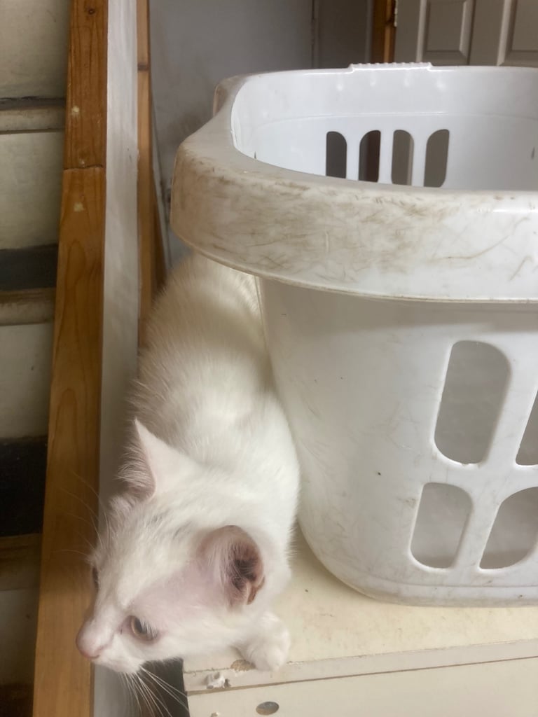 Kitten 