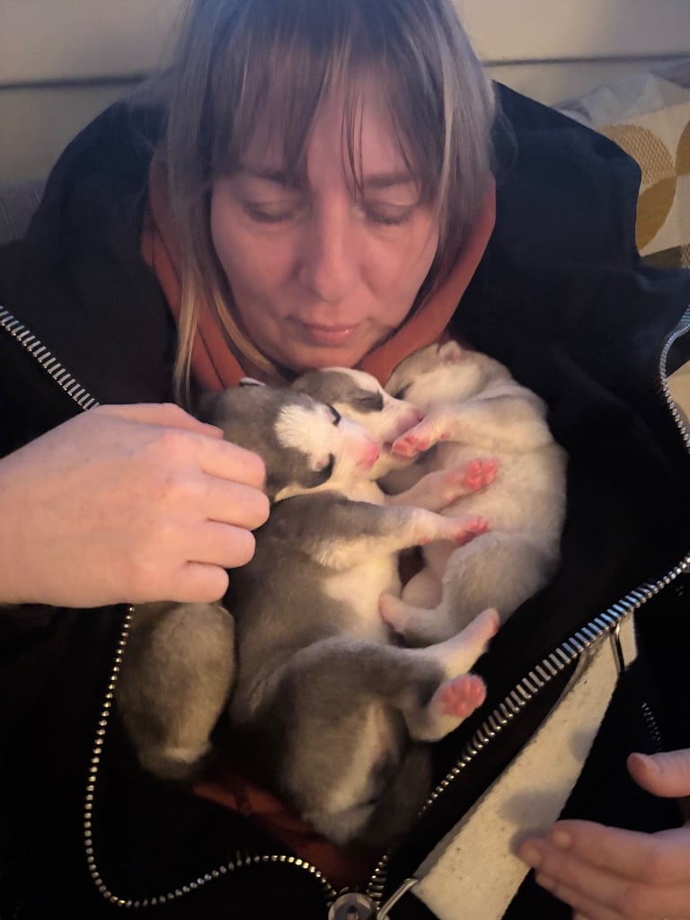 Husky puppies 