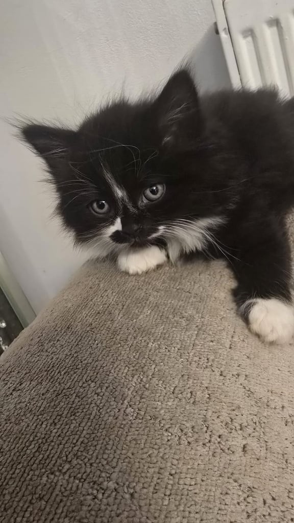 Beautiful Persian mix fur babies 