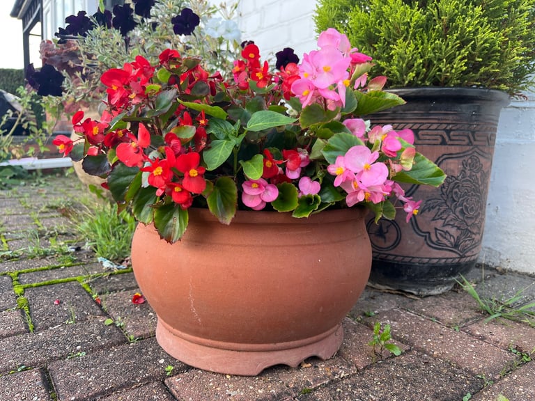 Terracotta Flower Pot with Begonias & Dusty Miller | 30cm | Ready-Planted