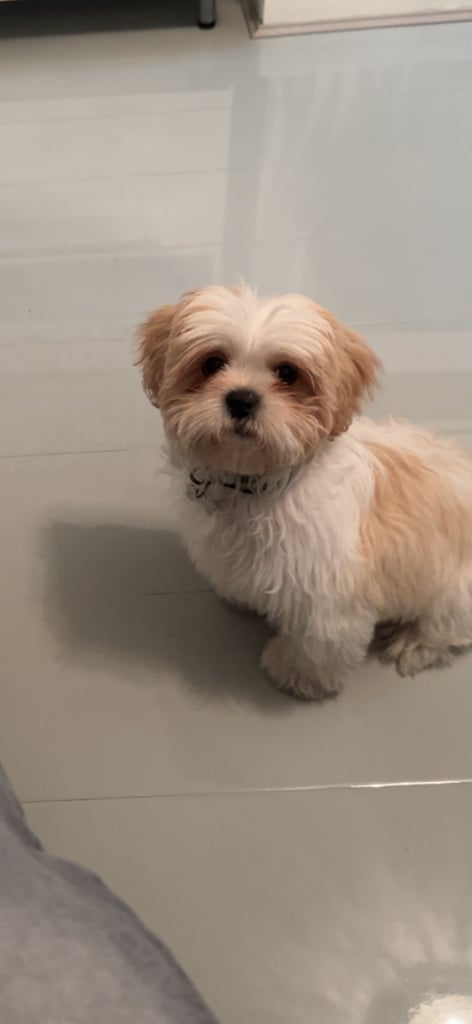 4 month old Shih Tzu