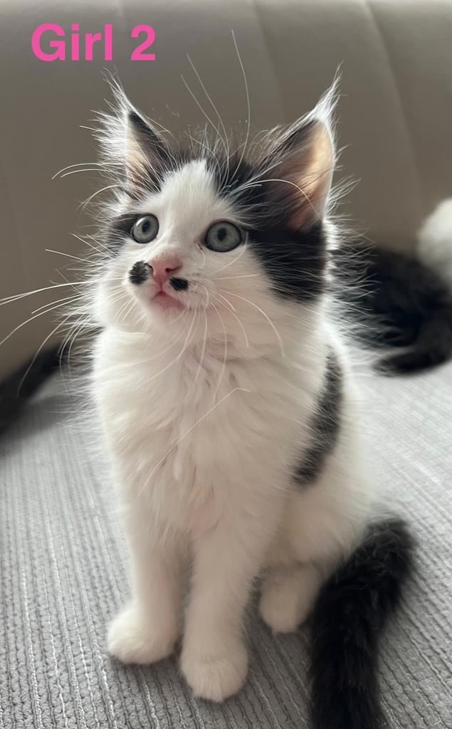 6 beautiful fluffy kittens for sale