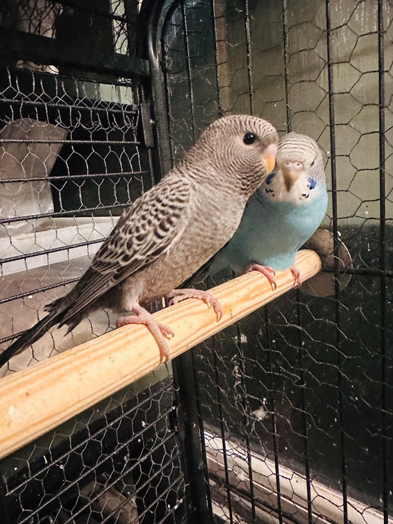 Budgies - Black face and black wing 