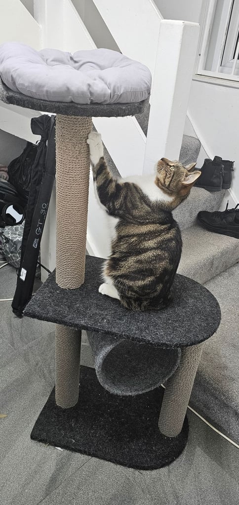 image for Cat Scratch Post
