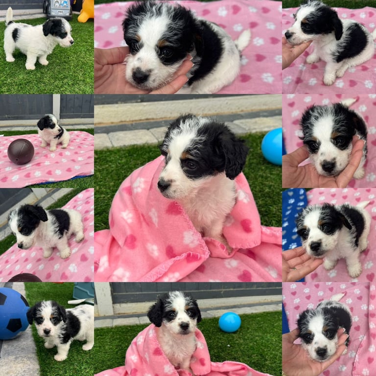 Jackapoo Puppys 