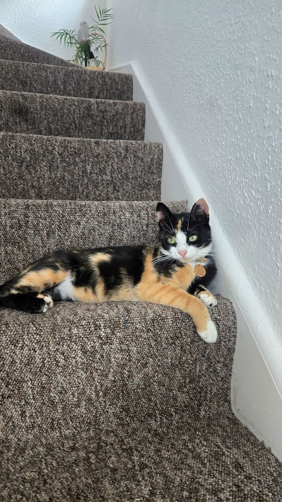 Calico Female Cat – 1 Year Old Responsible Rehoming
