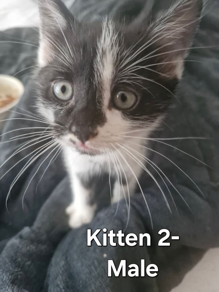 Pets in Fraserburgh, Aberdeenshire Gumtree