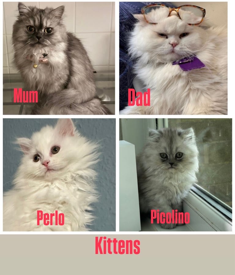2 Persian Cat, pure bread, vaccinated, cheeped, Boy &Girl 