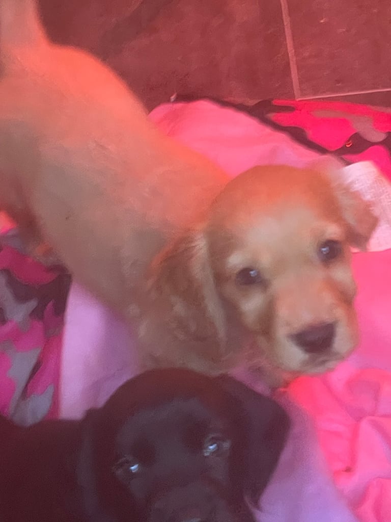 Beautiful cockerdour puppies 