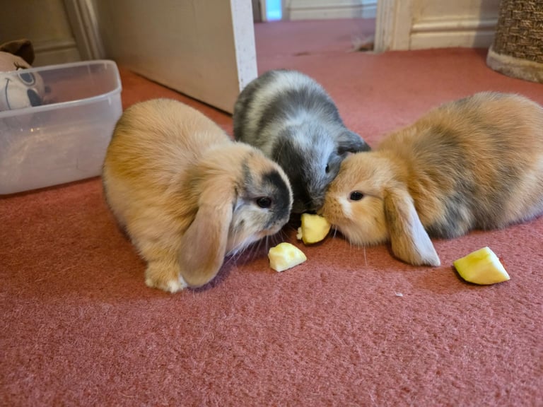 Baby mini lop rabbits