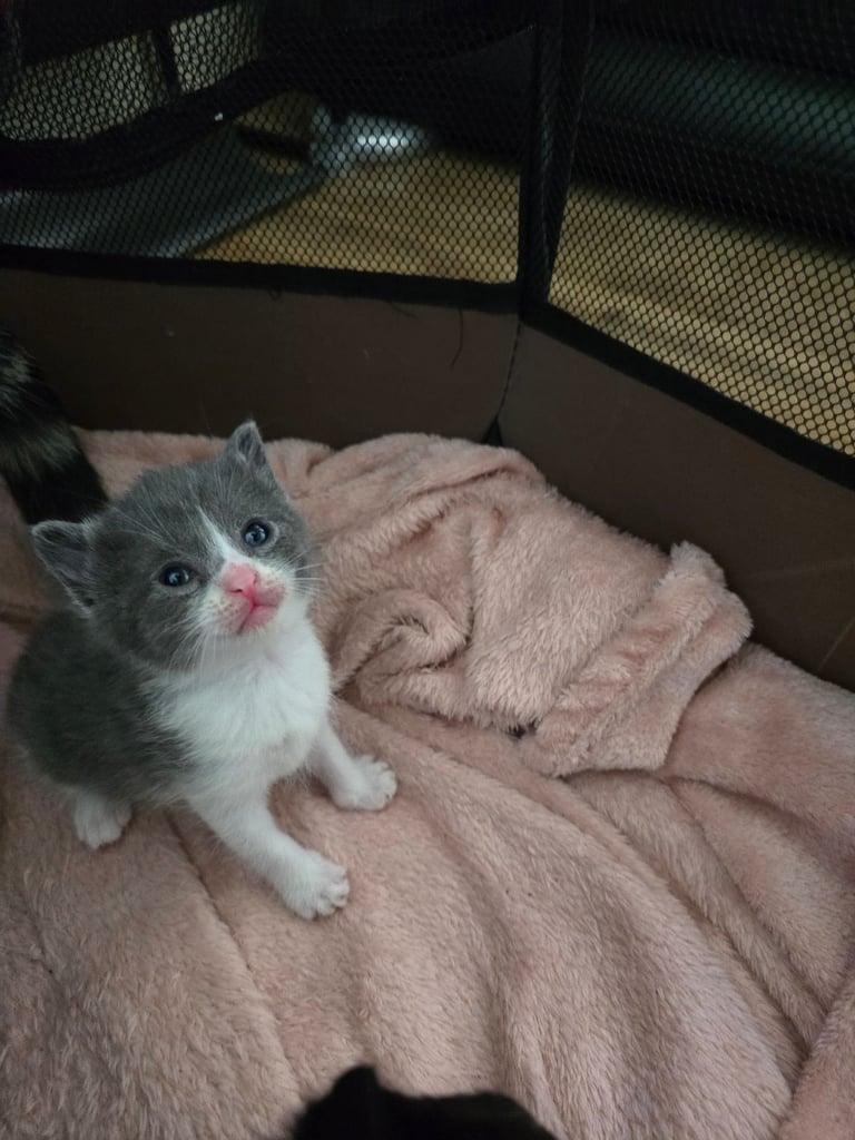 Girl Kittens For Sale