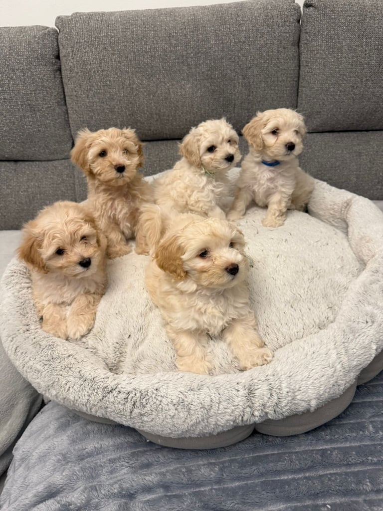  2 Gorgeous Maltipoo puppies ready now 💙🐶