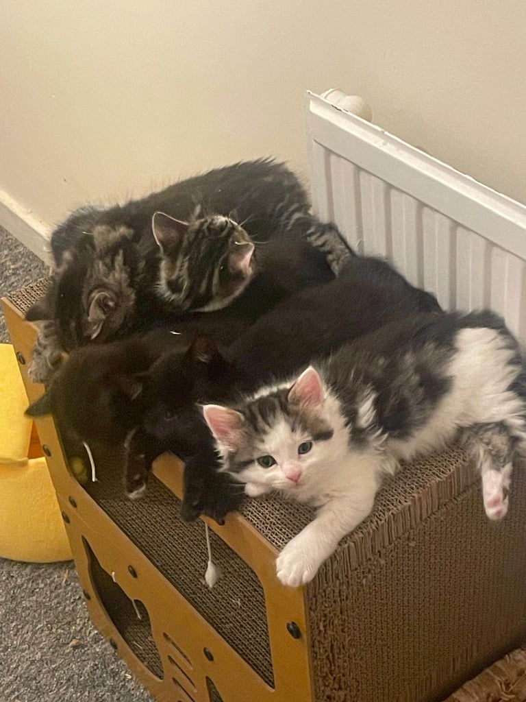 Kittens for sale