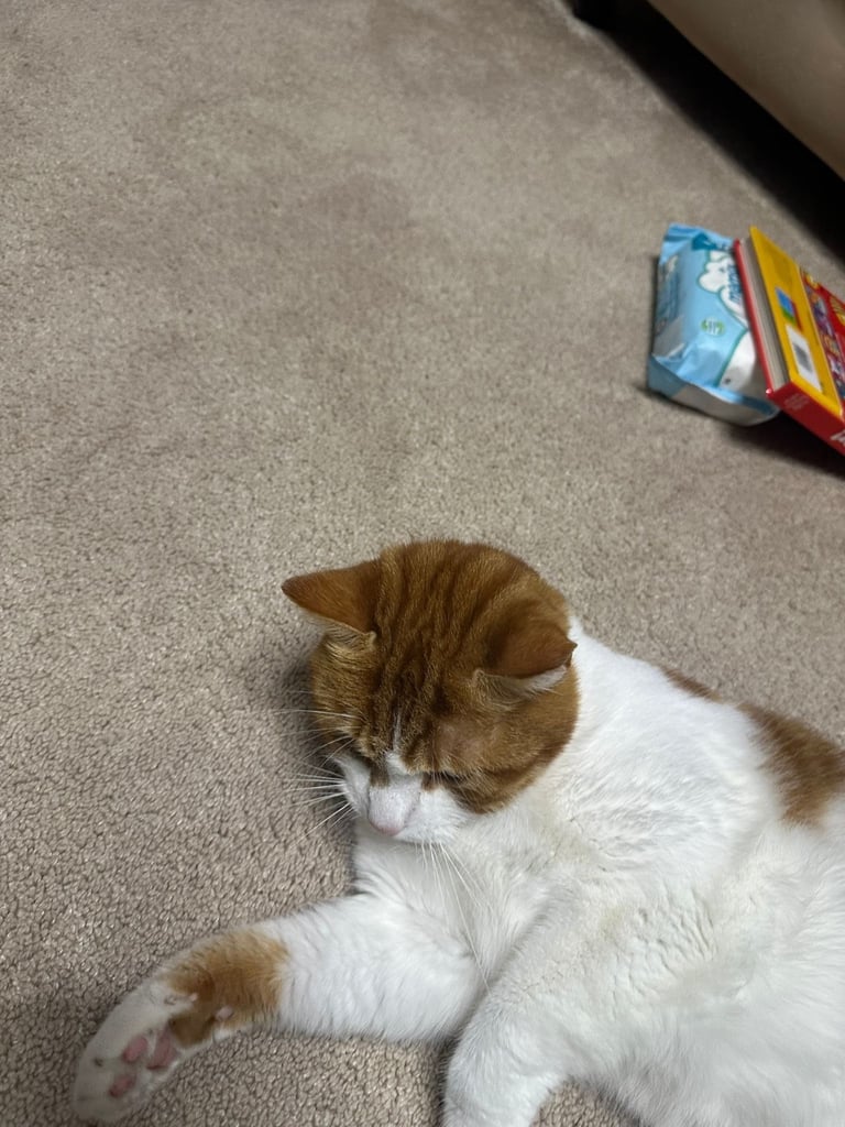 Tyson male cat