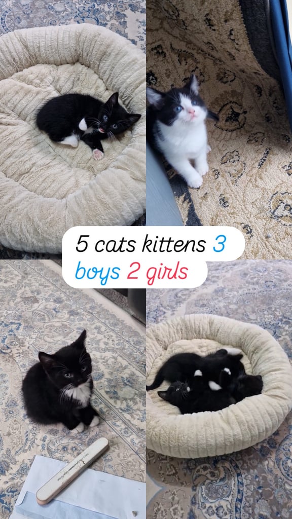 Kitten for sale now !!!!