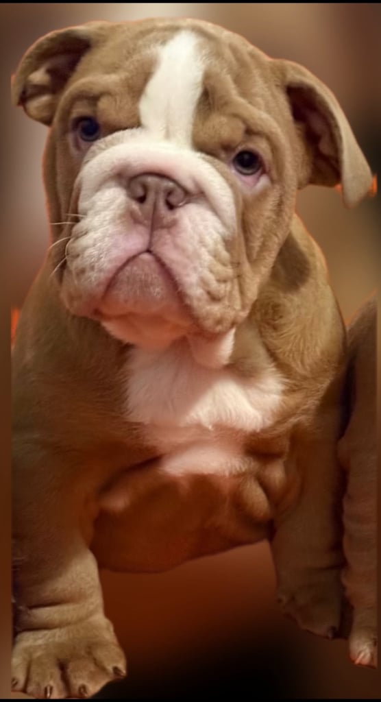 English bulldogs pups