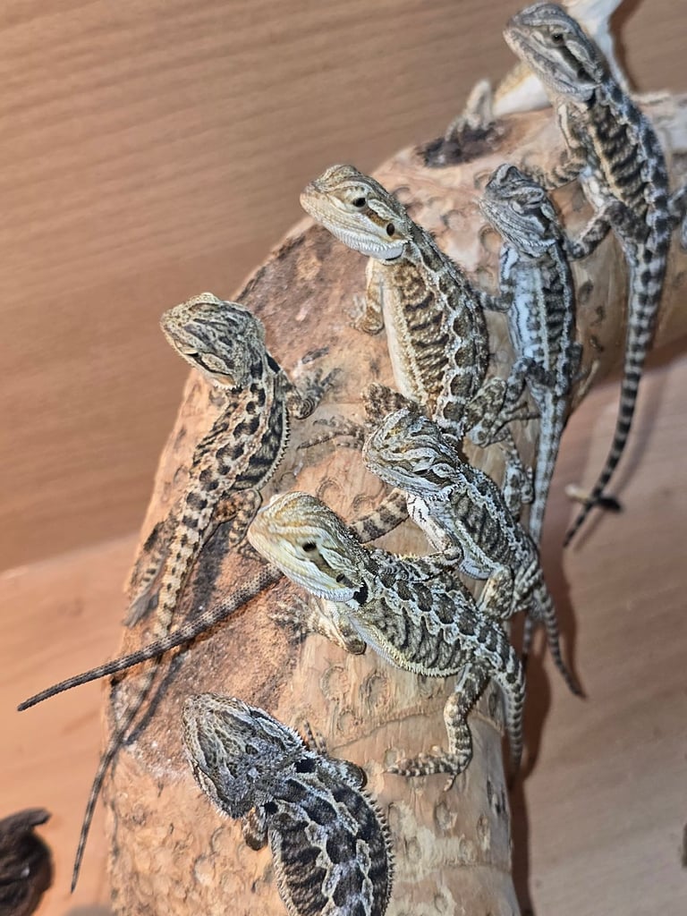 Baby bearded dragon with tint red 2 for £80