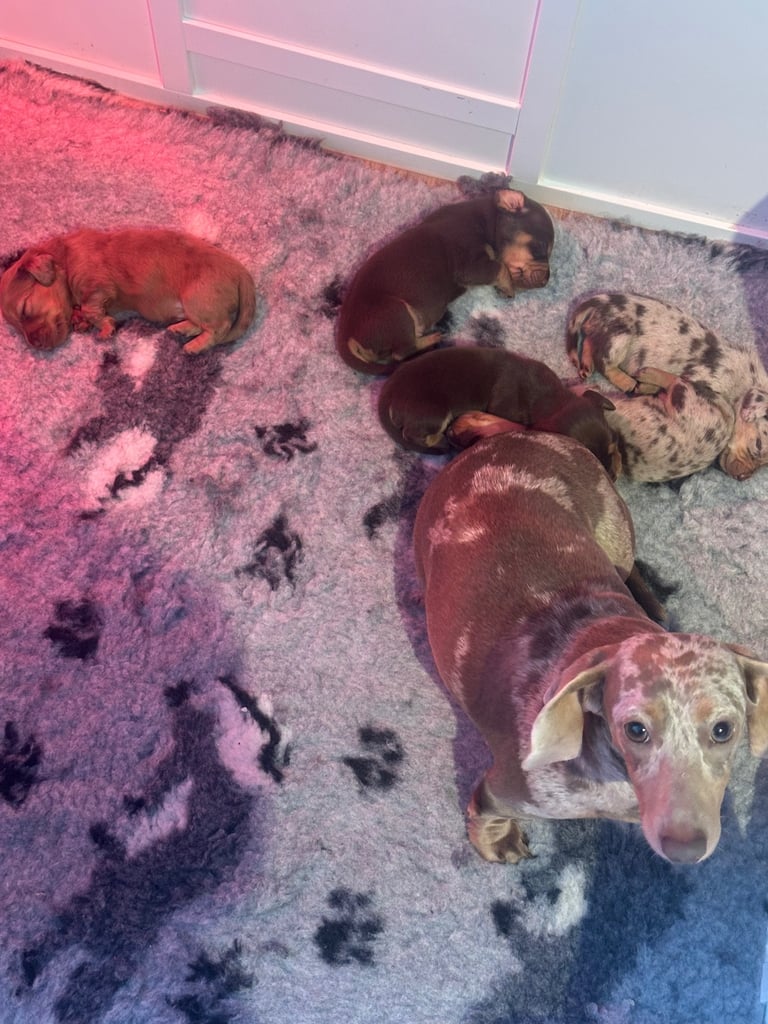 KC registered miniature daschund puppies