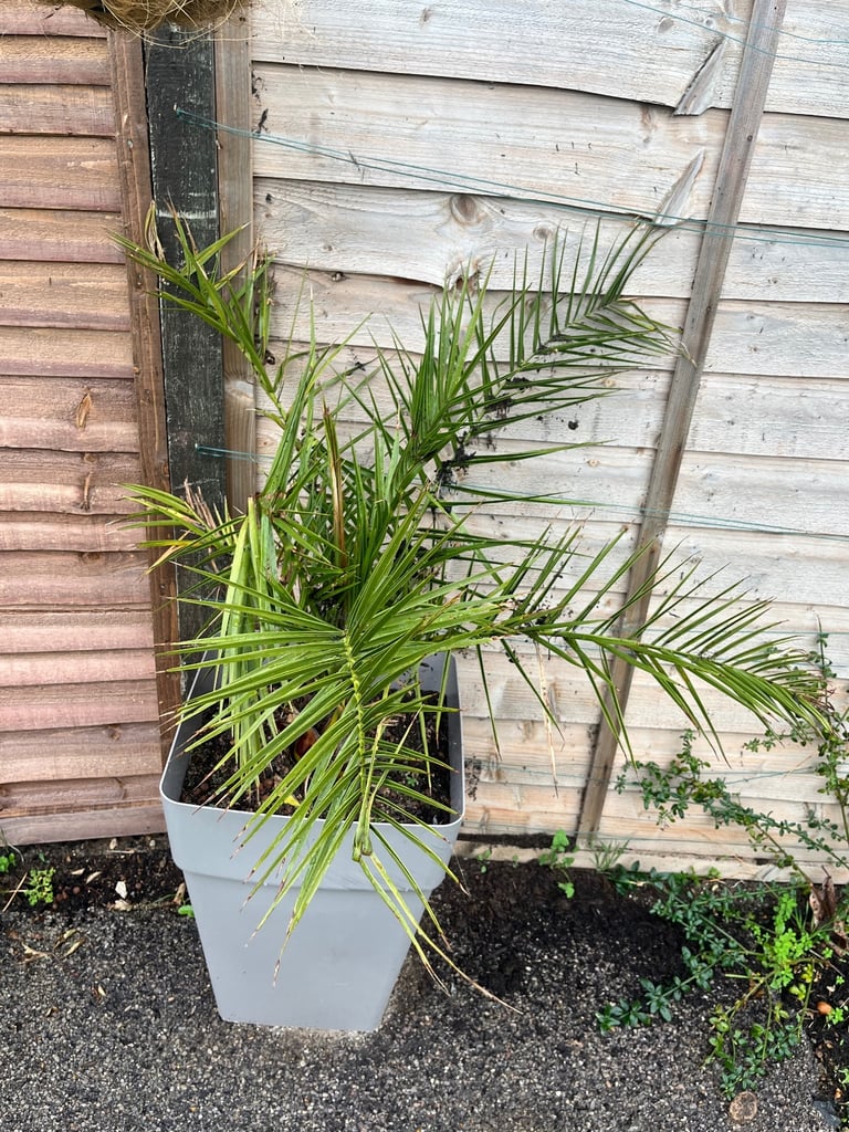 image for Phoenix Palm