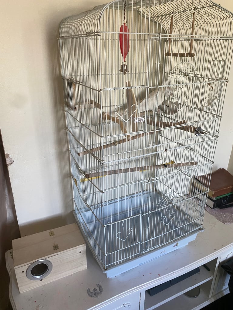 Cockatiel 