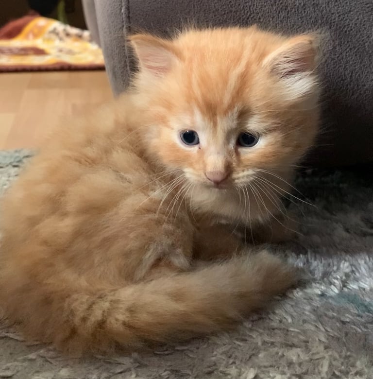 3 adorable kittens 🐾 