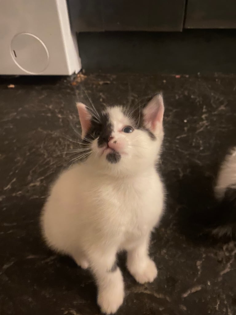 image for Fluffy kittens 