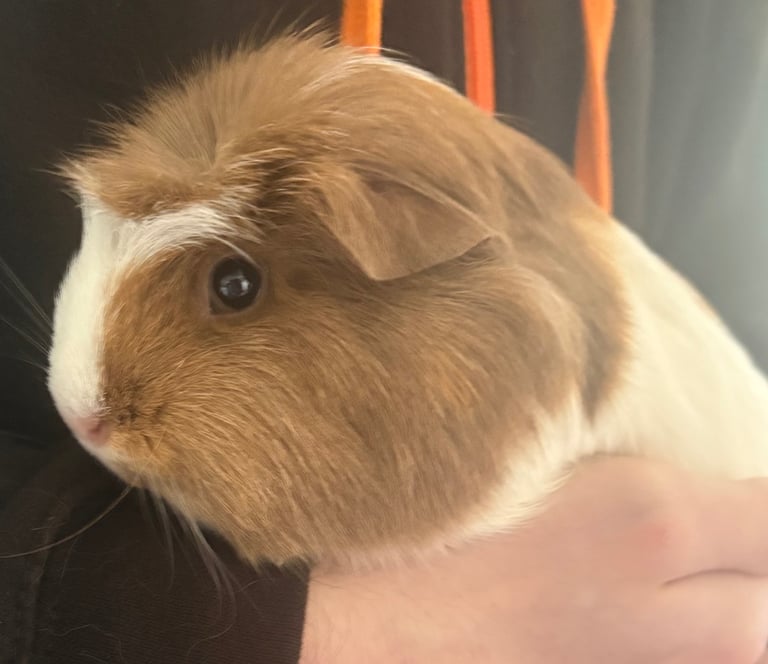 2 female guinea pigs for rehoming