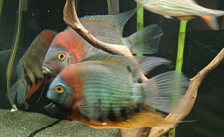3 Severum & 1 Geophagus 