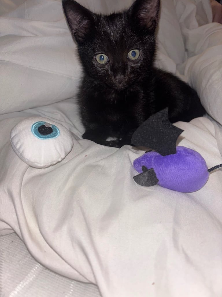 Black kitten 9 weeks old male 