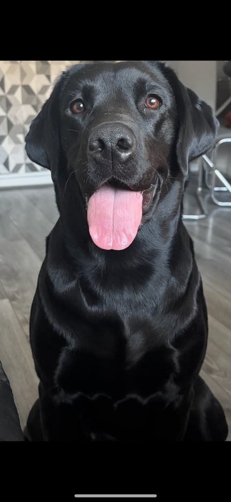 3 black KC Labradors available 