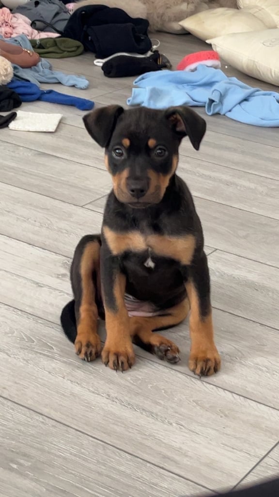 image for German shepherd mix ridgeback