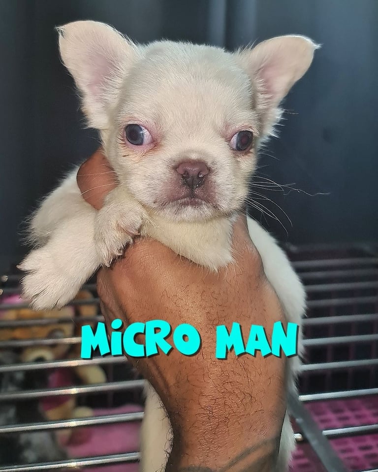  💎 7 Rare Visual Fluffy French Bulldog Puppies – Top Quality, Ready Now! 💎