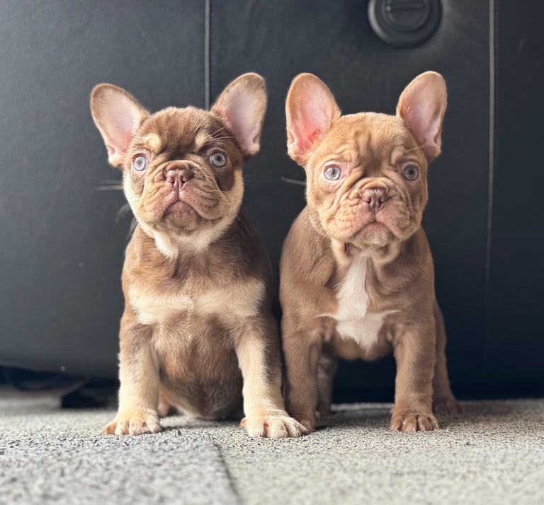 2 females available ready now 
