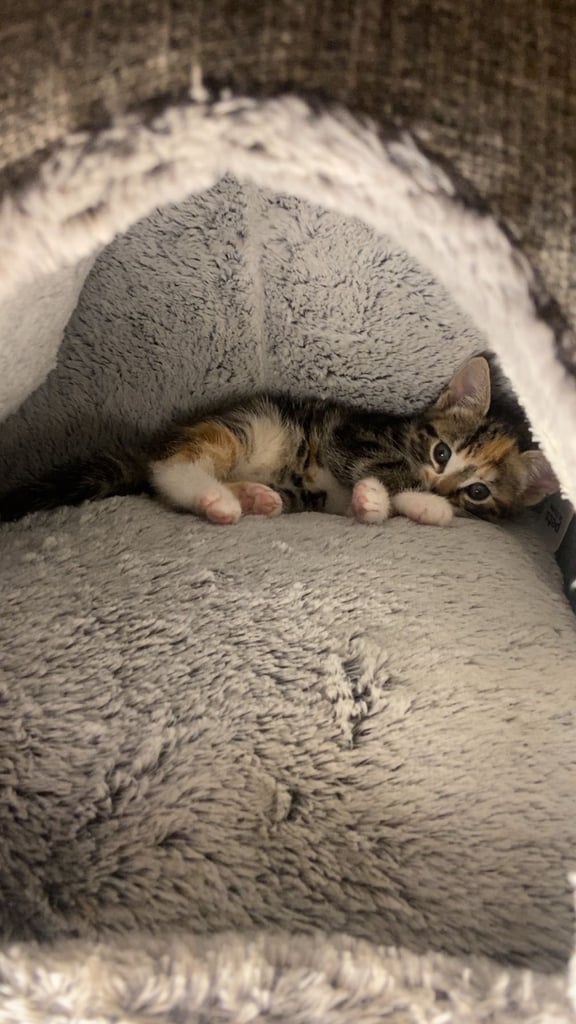 Cute calico kitten for sale ready for rehoming 🏡