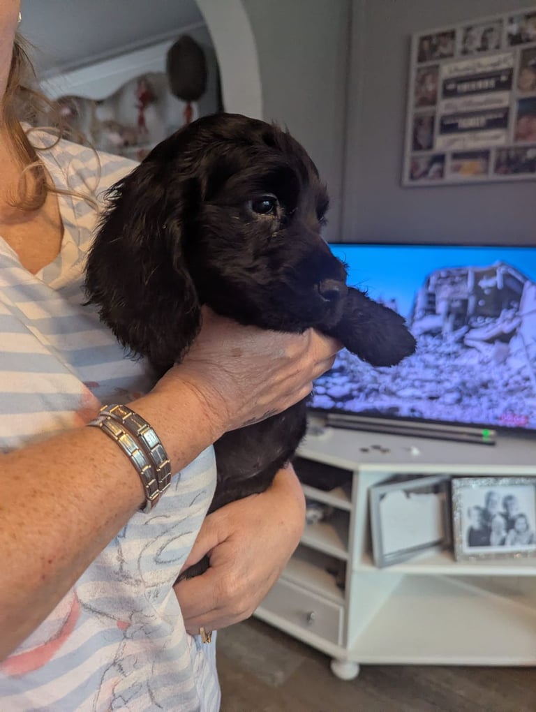 × Ready Now × Beautifull Cocker Spaniel Pups 