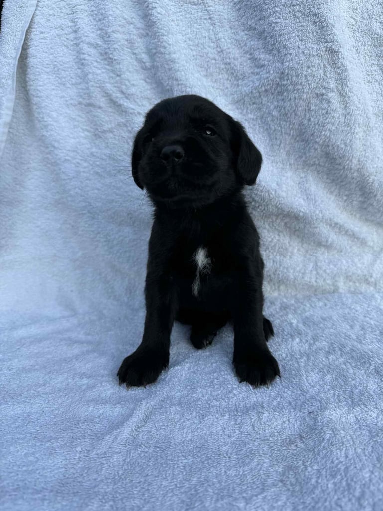Cocker x Labrador puppies