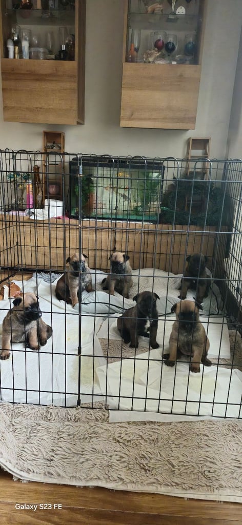 Stunning Belgian Malinois puppies for sale