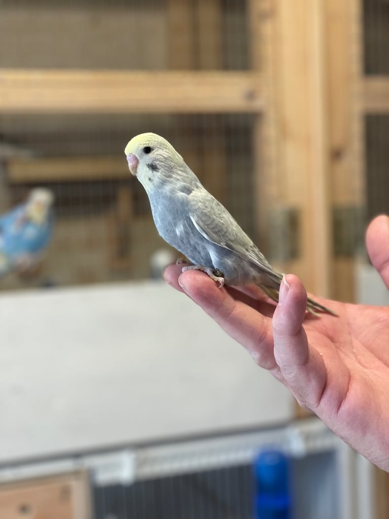 Budgies available 