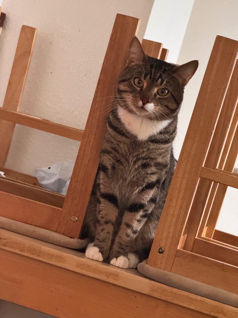 Friendly Male Cat for Rehoming