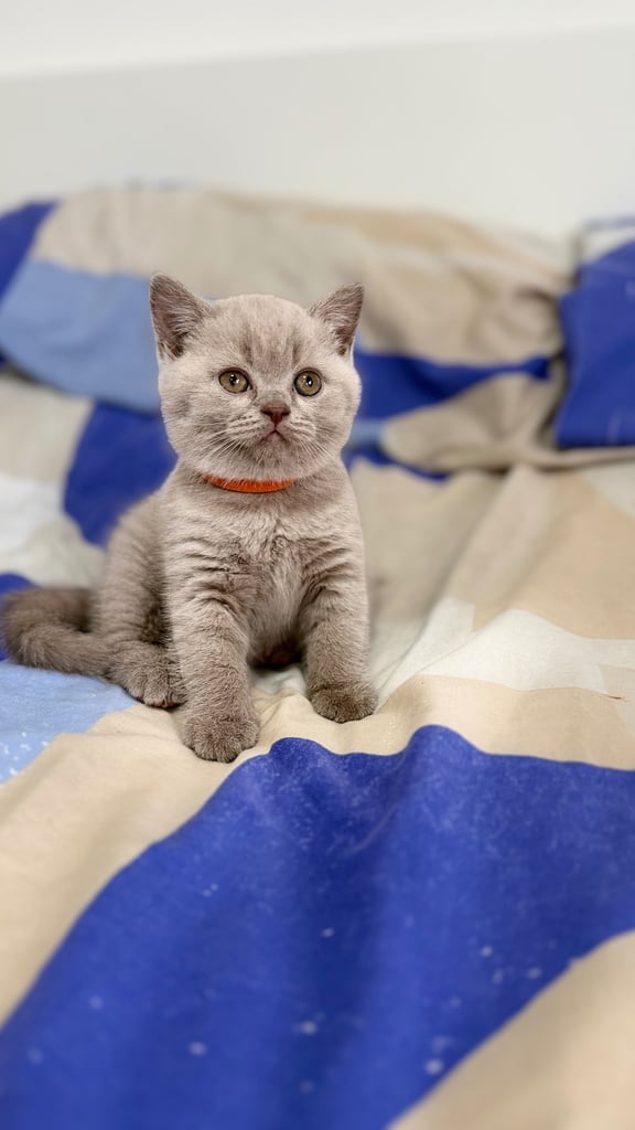 British shorthair kittens for sale