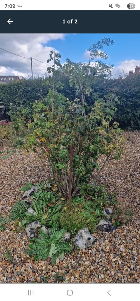 image for Rose bush *FREE*