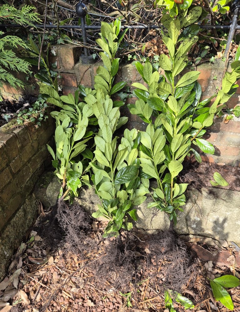 image for 10 Cherry Laurel Hedging 2-3ft Evergreen Plants Bare Root Multi Stem A+ Grade