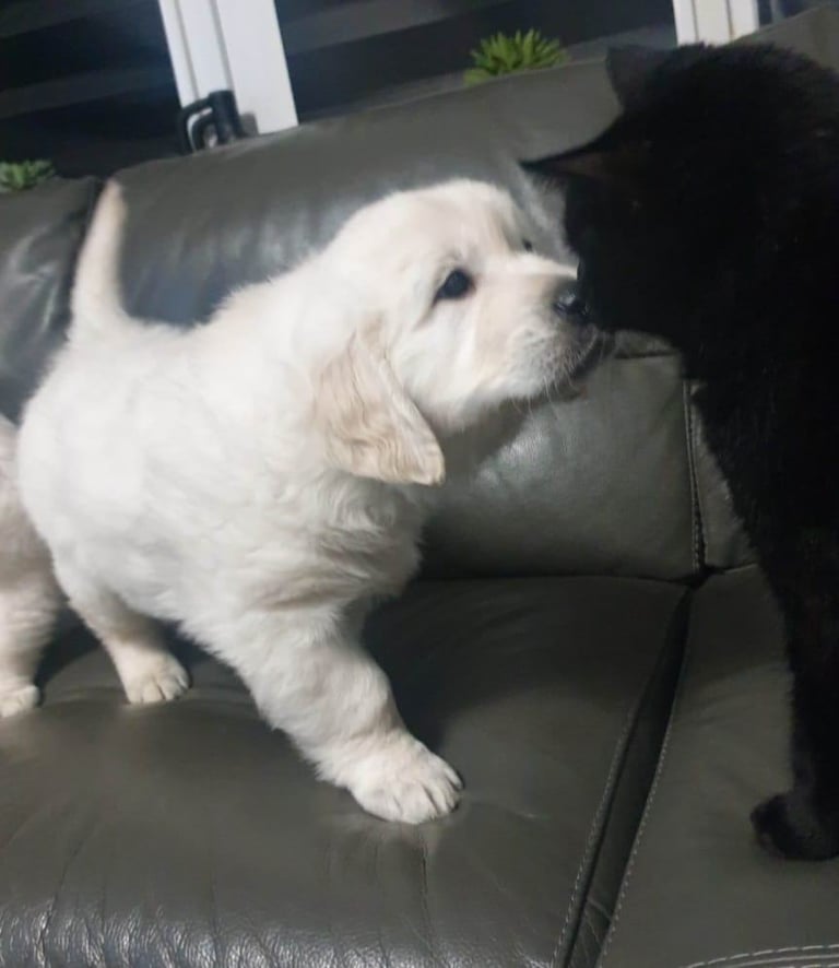 STUNNING GOLDEN RETRIEVER PUPPIES 