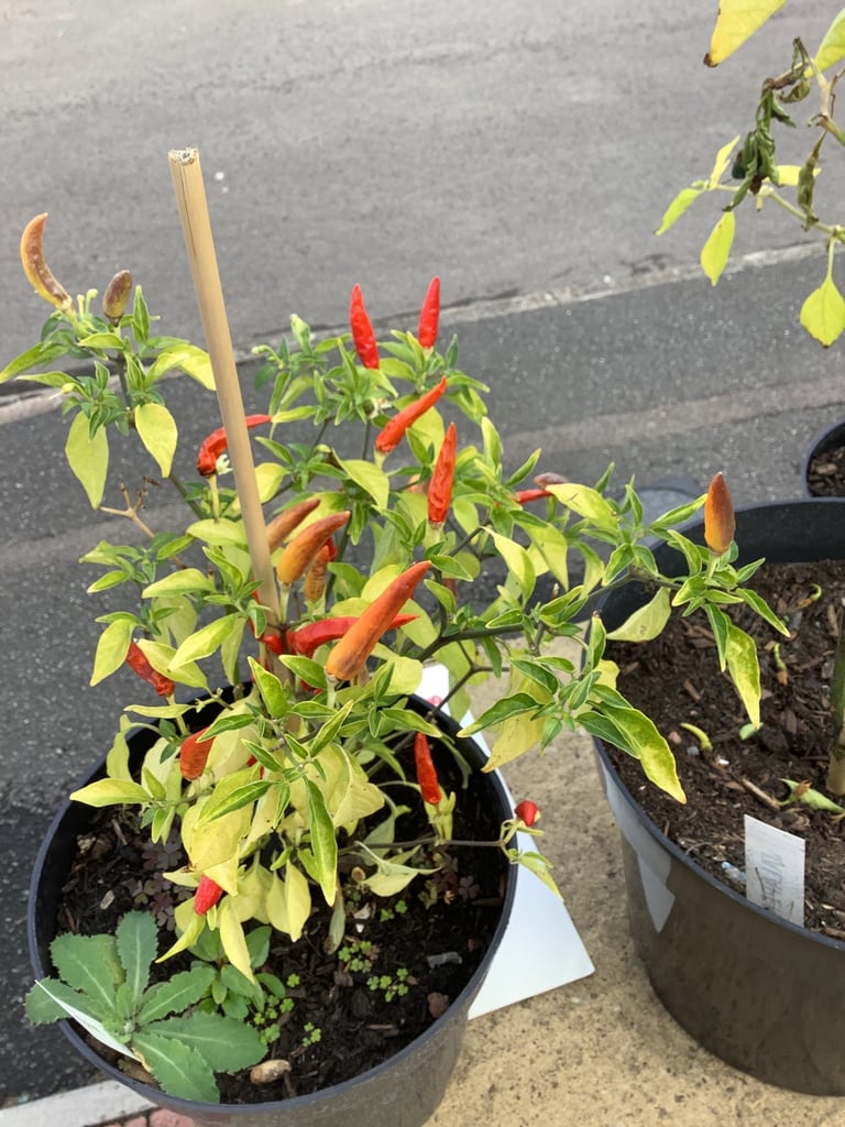 Chilli plants x3. £2 each